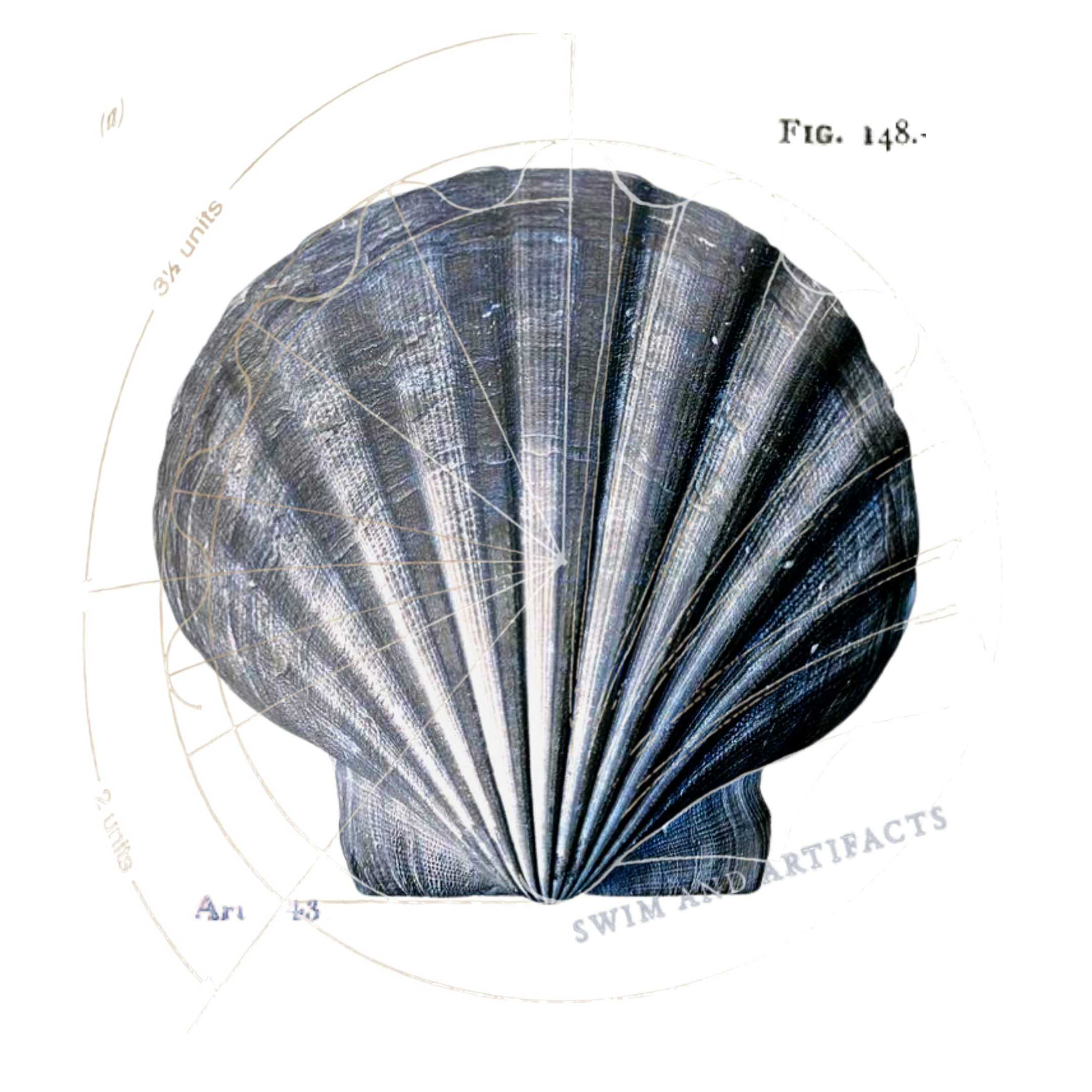 Illustration of a scallop shell on a white background